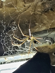 Araneae