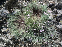 Dianthus hypanicus