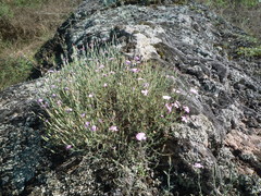 Dianthus hypanicus