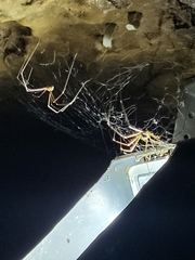 Araneae