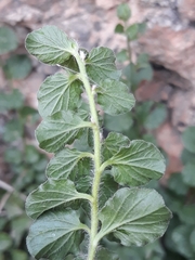 Convolvulus sabatius subsp. mauritanicus image