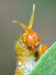 Heraclides rogeri pharnaces
