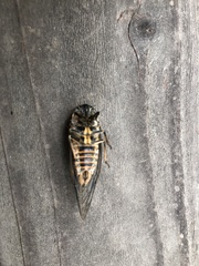 Clidophleps