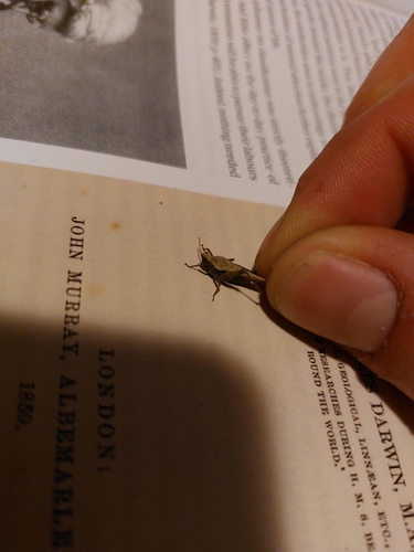 Slender groundhopper
