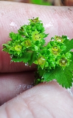 Alchemilla lindbergiana