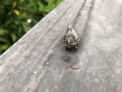 Clidophleps