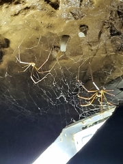 Araneae
