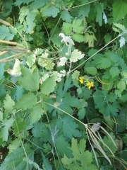 Chelidonium majus