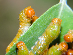 Heraclides rogeri pharnaces