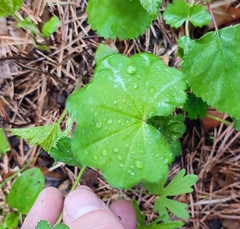 Alchemilla lindbergiana