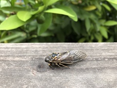 Clidophleps