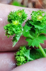 Alchemilla lindbergiana