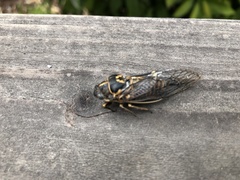 Clidophleps