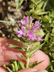 Thymus numidicus