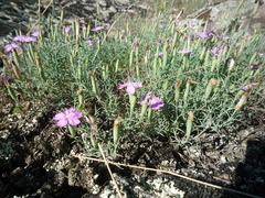 Dianthus hypanicus