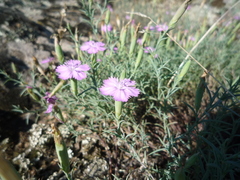 Dianthus hypanicus