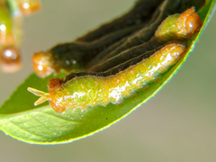 Heraclides rogeri pharnaces