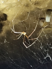Araneae