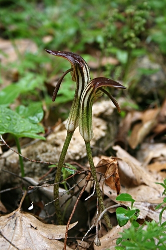 Representative image of Arisarum
