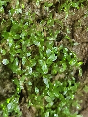 Bryophyta