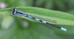Coenagrion resolutum