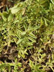 Thymus numidicus