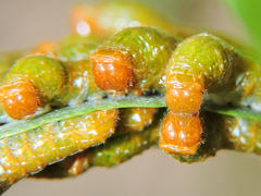 Heraclides rogeri pharnaces