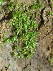 Bryophyta
