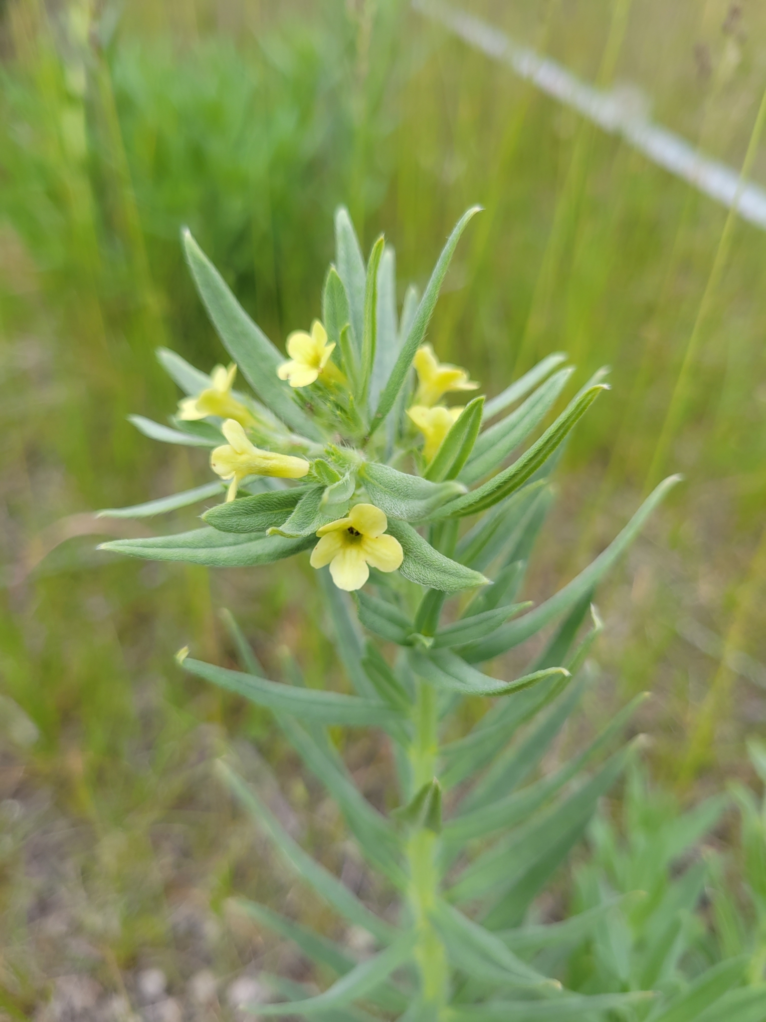 Lithospermum ruderale