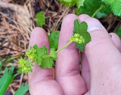 Alchemilla lindbergiana