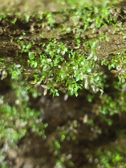 Bryophyta