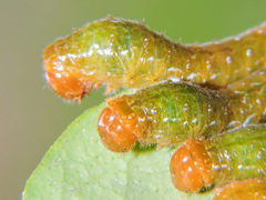 Heraclides rogeri pharnaces