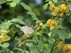 Iolana iolas