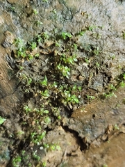 Bryophyta