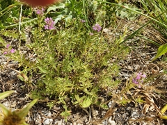 Thymus numidicus