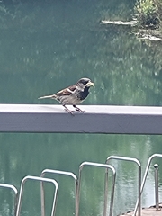 Passer domesticus
