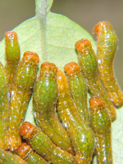Heraclides rogeri pharnaces