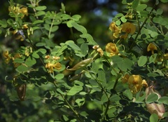 Colutea