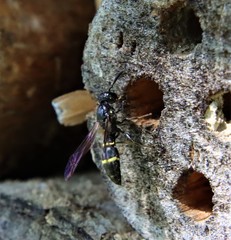 Symmorphus allobrogus