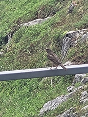 Passer domesticus