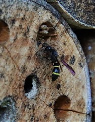 Symmorphus allobrogus