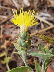 Centaurea sicula
