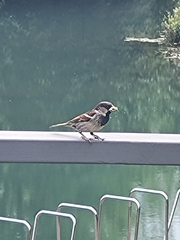 Passer domesticus
