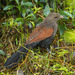 Madagascar Coucal - Photo (c) Francesco Veronesi, some rights reserved (CC BY-SA)