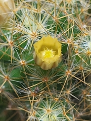 Cactaceae
