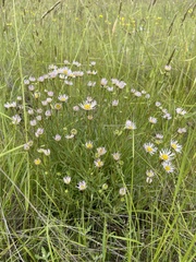 Erigeron decumbens
