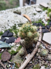 Cactaceae
