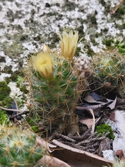 Cactaceae