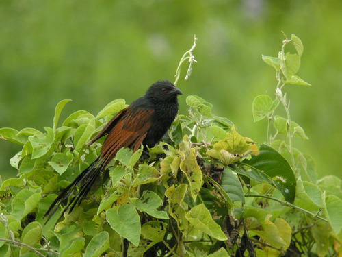 Madagascar Coucal