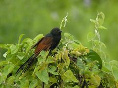 Malagasy Coucal photo 2